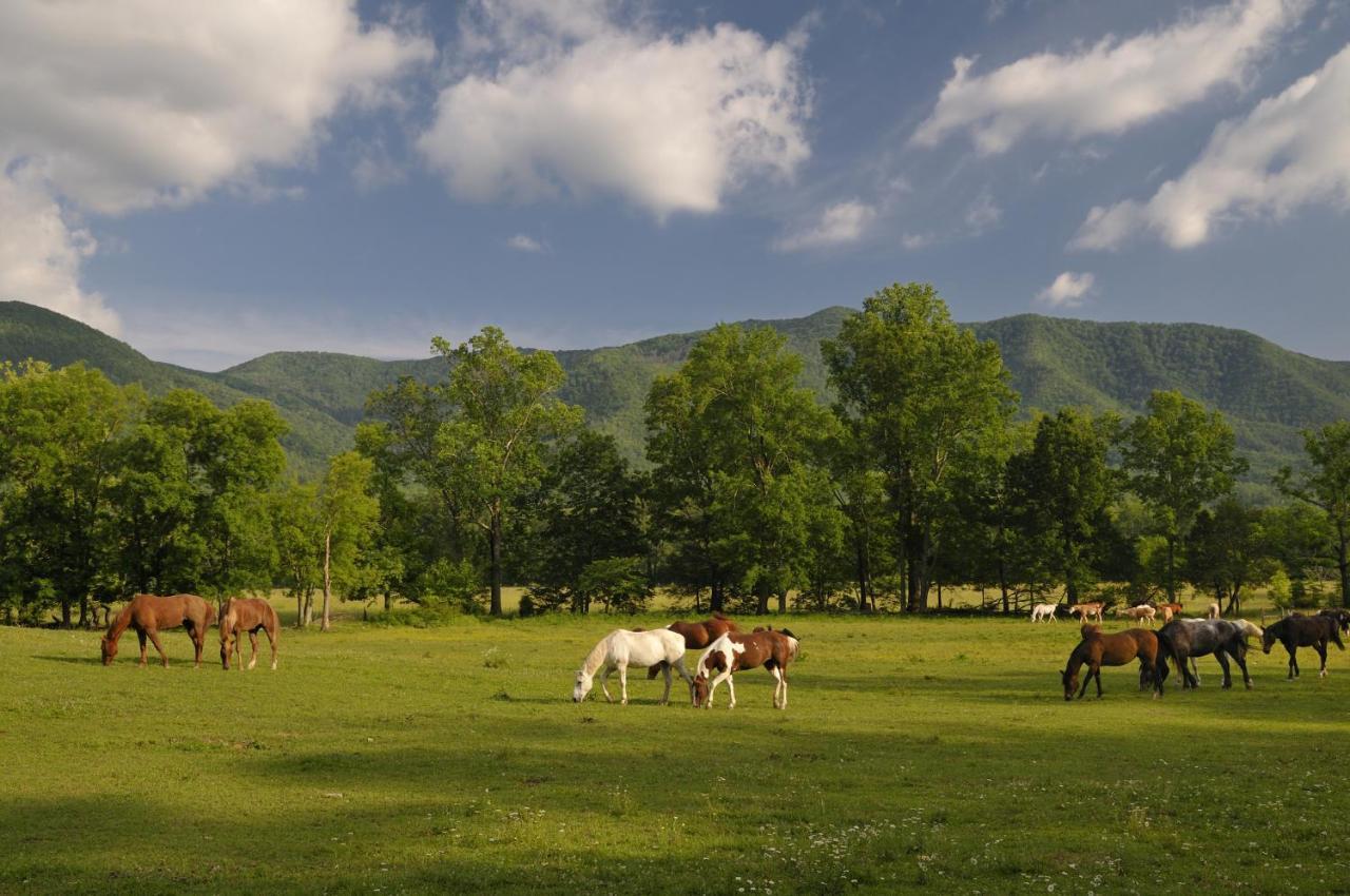 Bear View Chalet, 3 Bedroom, Pool, Pets, Arcades, Wifi, Hot Tub, Sleeps 12 Gatlinburg Εξωτερικό φωτογραφία